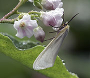 Damselfly